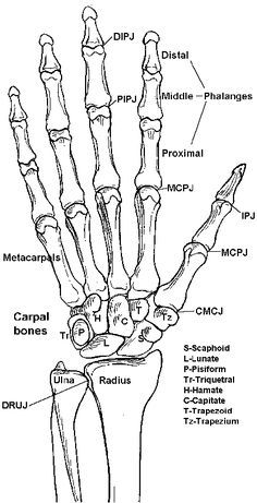 236x461 Hand Bones - Hand Bones Drawing