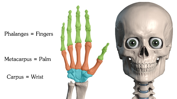 600x338 How To Draw Hand Bones - Hand Bones Drawing