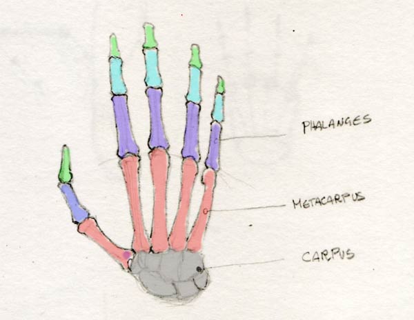 600x464 How To Draw Hands The Proportions - Hand Bones Drawing
