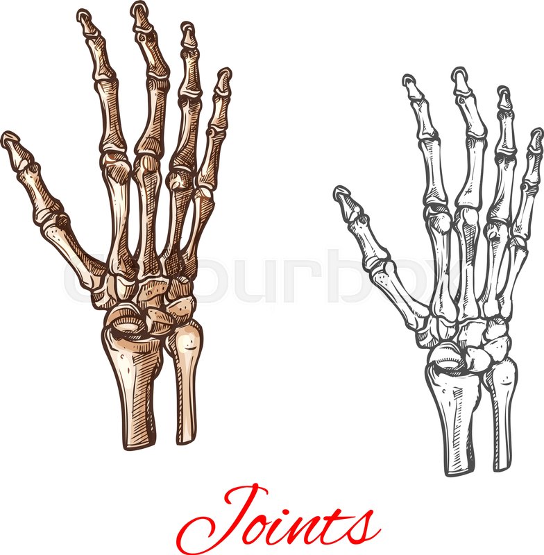 784x800 Human Hand Bones And Joints Skeleton Stock Vector Colourbox - Hand Bones Drawing