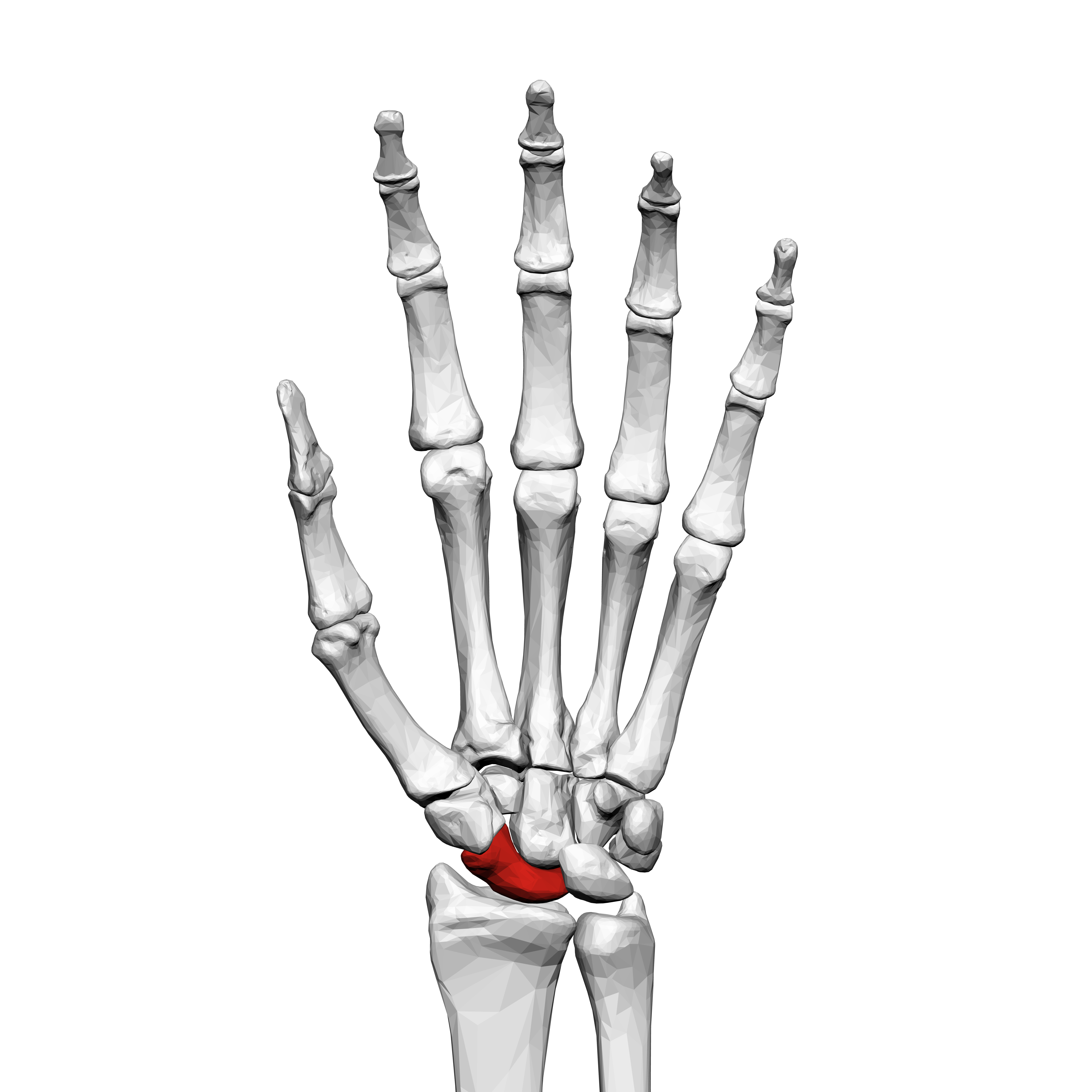 4500x4500 Scaphoid Bone - Hand Bones Drawing