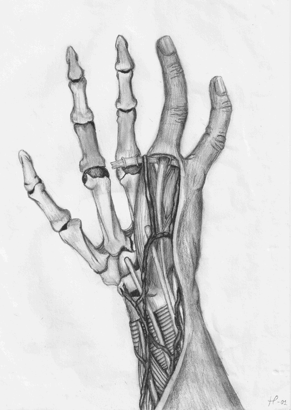 600x846 Study Of The Hand Hp Artwork Random Doodles - Hand Bones Drawing