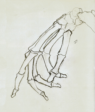 320x378 The Hand Bone Is Connected To Muddyparasol's Blog - Hand Bones Drawing