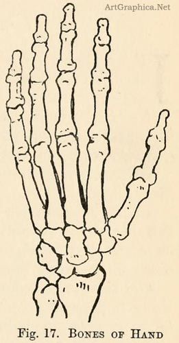 261x500 Bones Of The Hand, Learning Art Drawing In How To Draw - Hand Bones Drawing