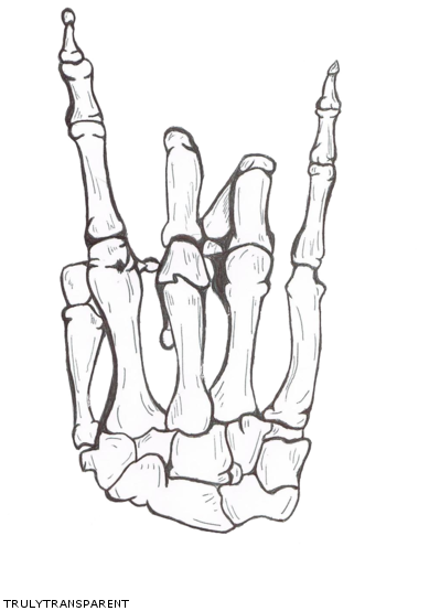 399x554 Drawing Art Hand Skeleton Bones Transparent Trulytransparent - Hand Bones Drawing