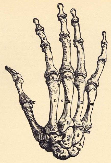435x640 Hand Anatomy Bones Display Install Party Hand Anatomy, Art - Hand Bones Drawing