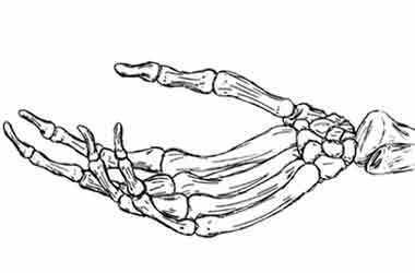 380x250 Skeleton Hand - Hand Bones Drawing