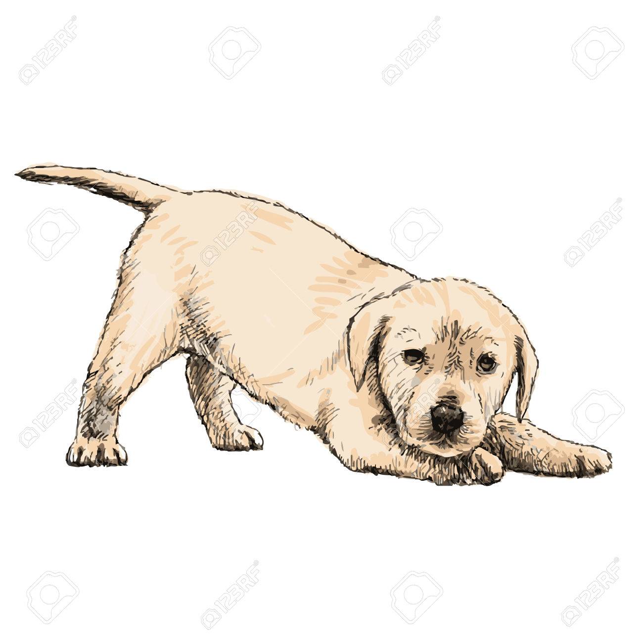 1300x1300 Golden Retriever Clipart Hand Drawn - Hand Drawing Clipart