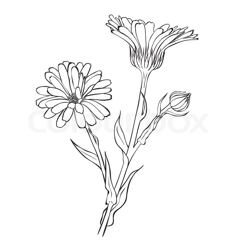 800x800 Hand Drawn Flowers - Hand Drawing Flowers