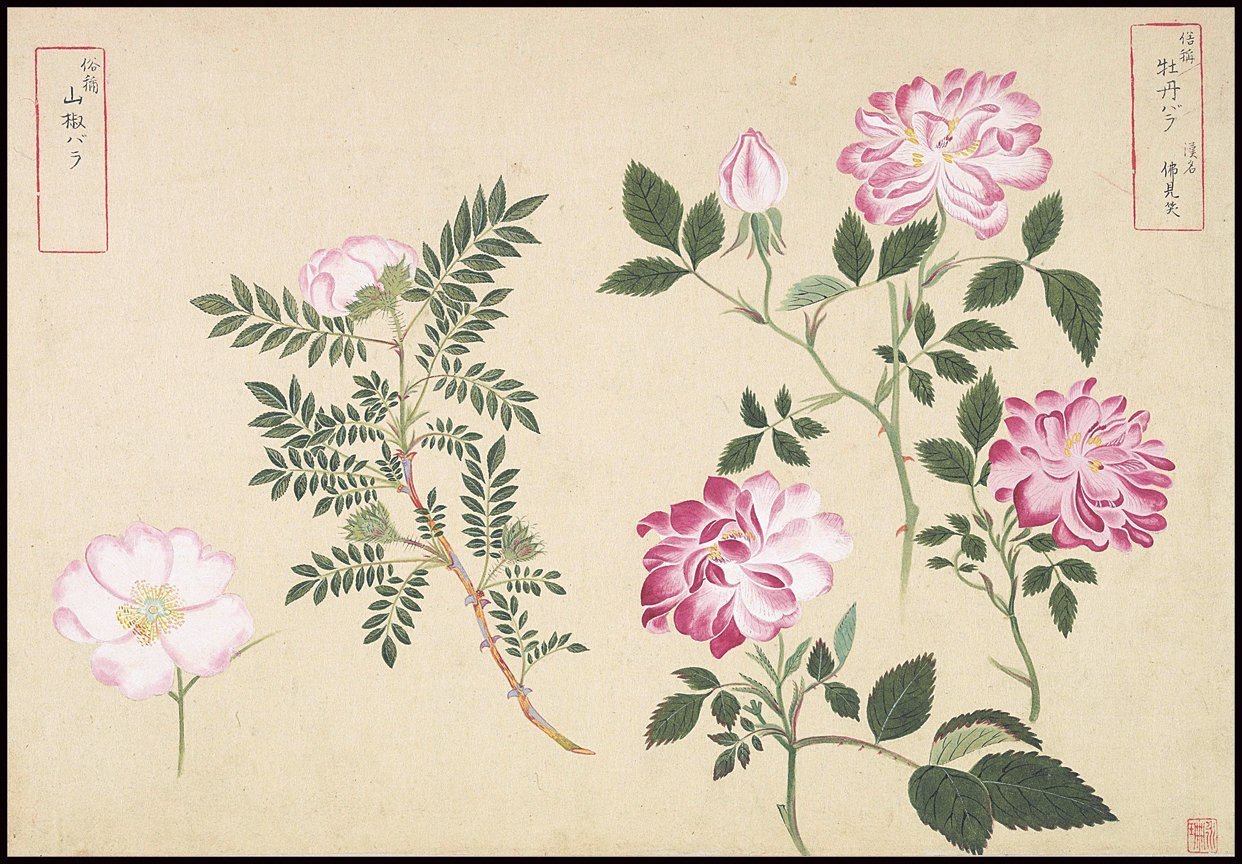 1242x864 Buy Japanese Botanical Ink And Brush Painting, Hand Drawing - Hand Drawing Flowers
