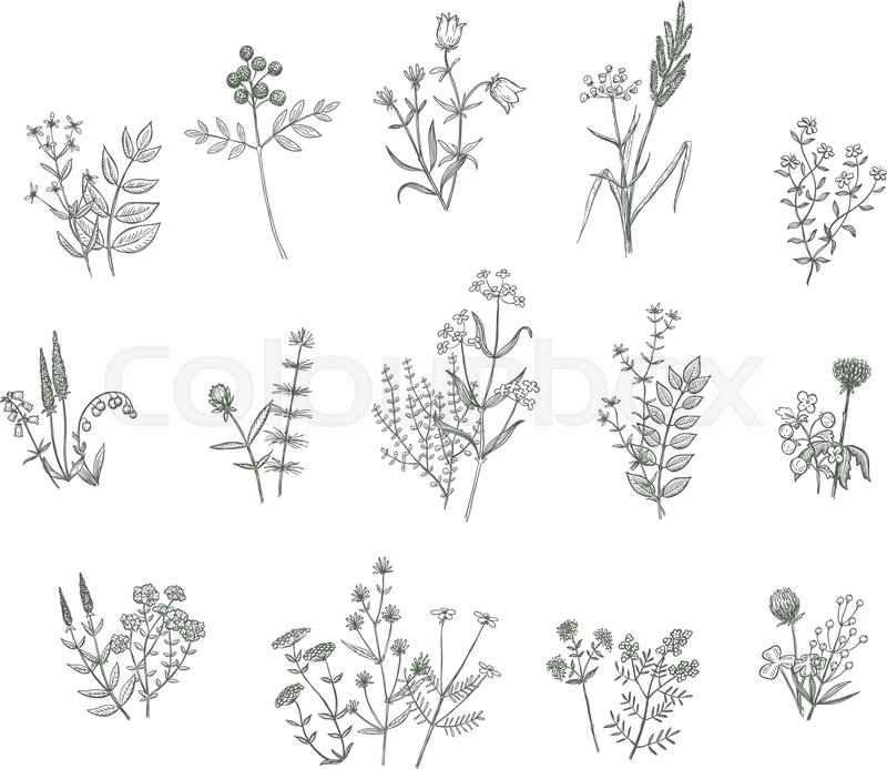 800x693 Set Of Vector Sketchy Hand Drawn Stock Vector Colourbox - Hand Drawing Flowers