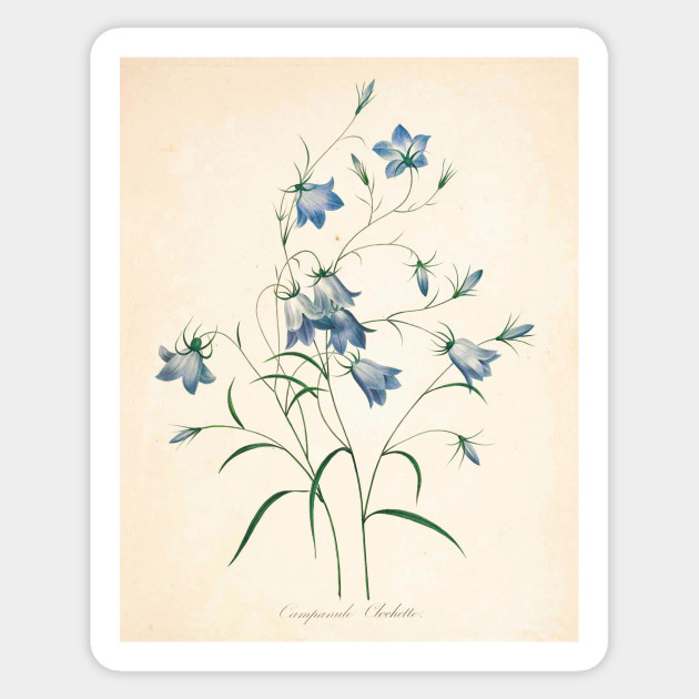 630x630 Vintage Flower Color Pencil Hand Drawing - Hand Drawing Flowers
