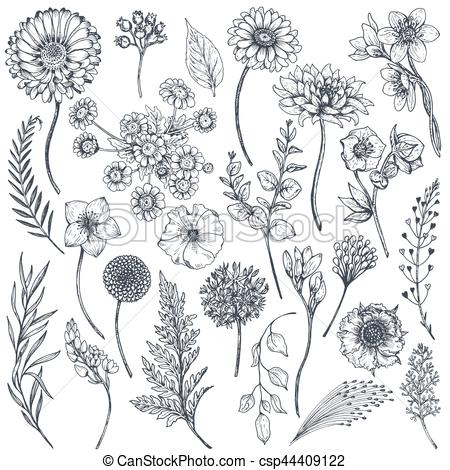 450x470 Collection Of Hand Drawn Flowers And Plants Monochrome Vector - Hand Drawing Flowers