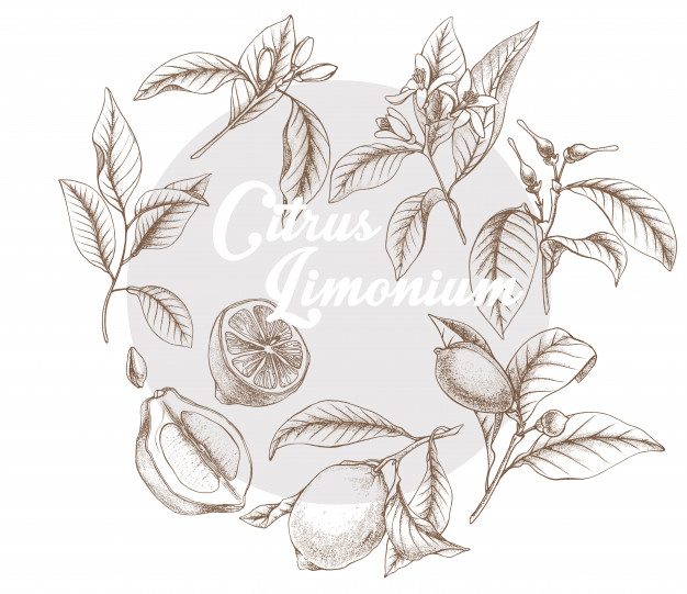 626x541 Hand Drawn Outline Vector Botanical Illustration Of Lemon - Hand Drawing Outline