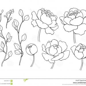 300x300 Peony Flower Leaves Line Drawing Vector Hand Drawn Outline Floral - Hand Drawing Outline
