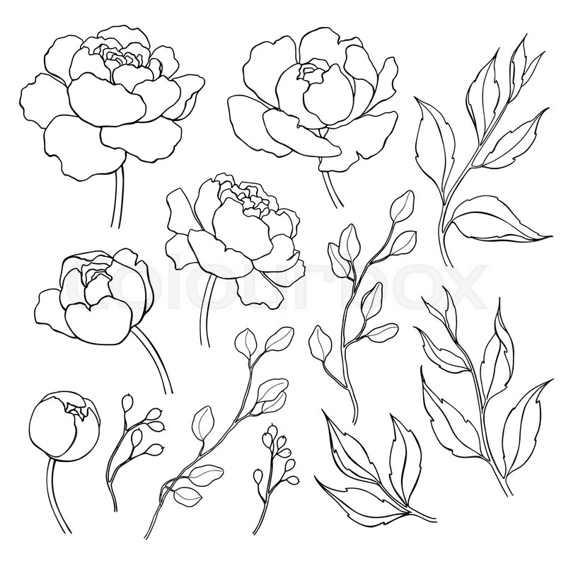 800x800 Peony Flower And Leaves Line Drawing Stock Vector Colourbox - Hand Drawing Outline