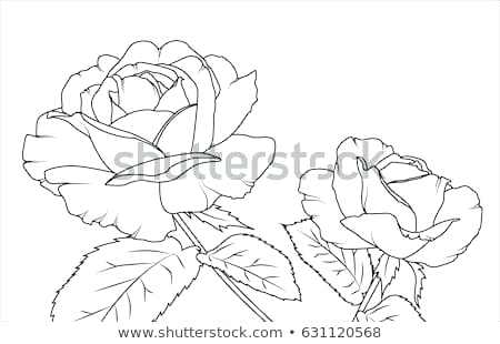 450x310 Flower Drawing Outline Rose Flowers Draft Sketch Outline Hand - Hand Drawing Outline