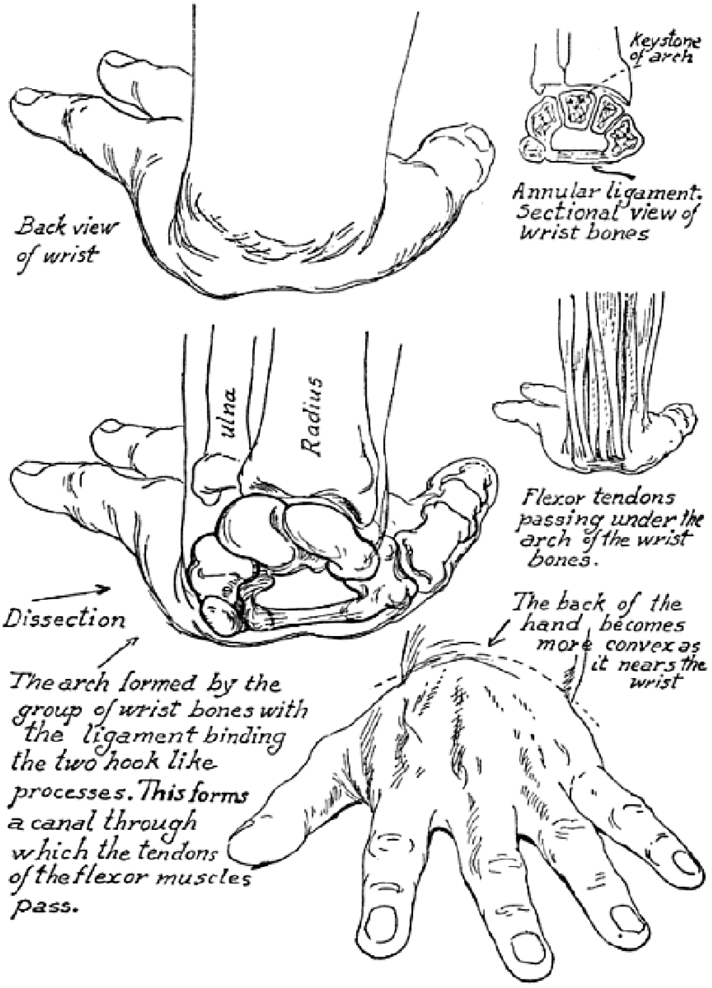 1000x1387 Drawing Hands Techniques For How To Draw Hands With References - Hand Drawing Reference