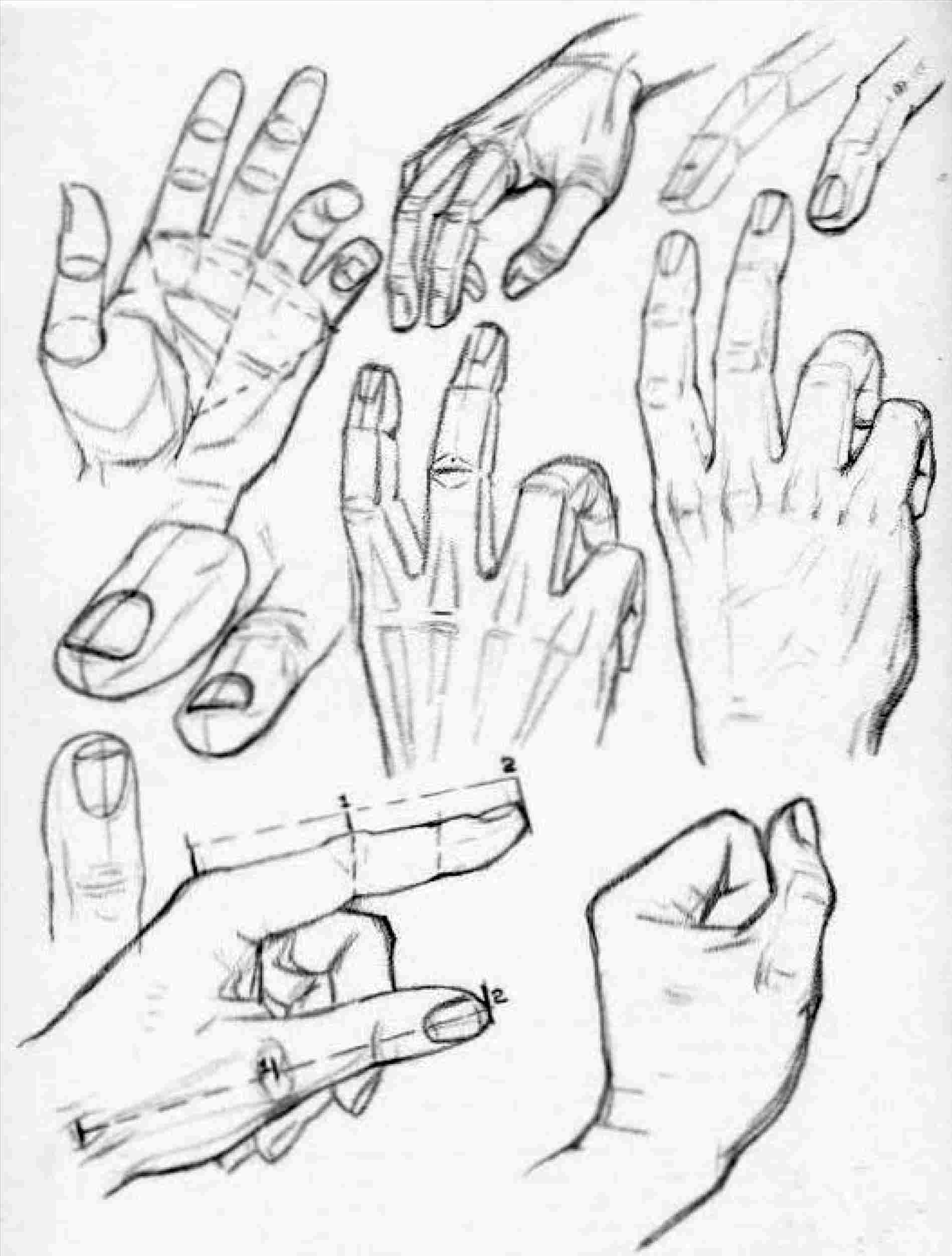 1899x2504 Hand Drawing Reference Step - Hand Drawing Reference
