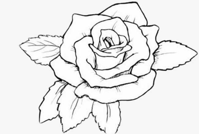 650x439 hand drawn roses, brief strokes, basket flower, hand png image - Hand Drawing Rose