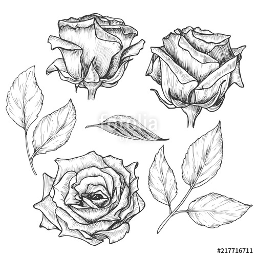 500x500 hand drawn roses with leaves set, vintage etching sketch botanical - Hand Drawing Rose