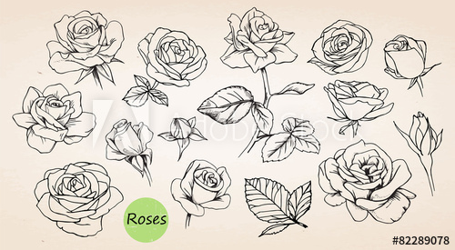 500x275 Set Of Hand Drawn Roses Vector - Hand Drawing Rose
