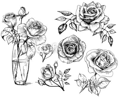 400x325 Set Roses, Collection Hand Drawn Rose, Vector Buy Photos Ap - Hand Drawing Rose