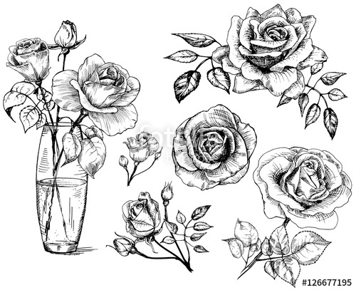 500x407 Set Roses, Collection Hand Drawn Rose, Vector Stock Image - Hand Drawing Rose