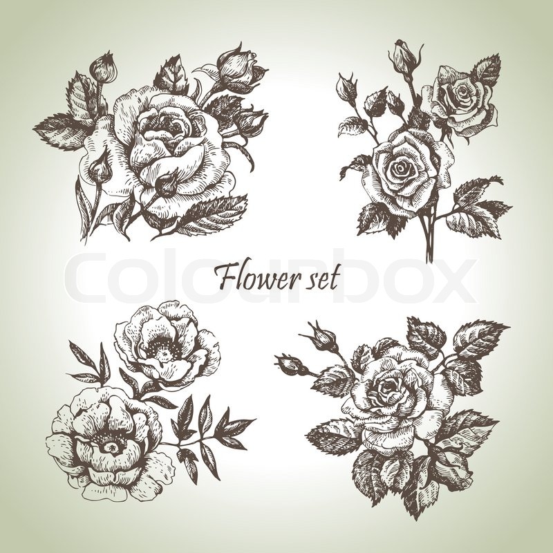 800x800 Floral Set Hand Drawn Illustrations Of Stock Vector Colourbox - Hand Drawing Rose