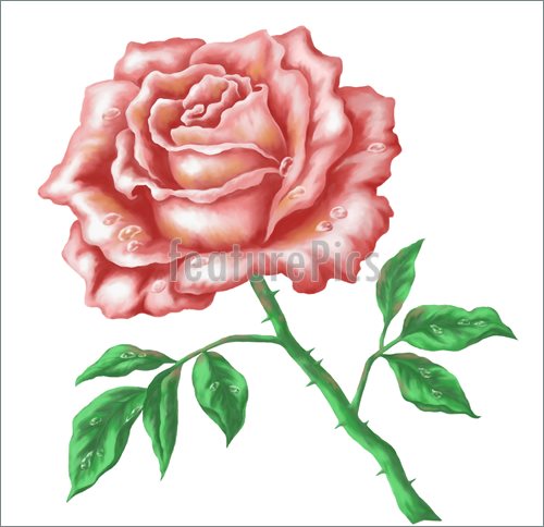 500x484 Flower Rose, Hand Draw Painting Stock Illustration - Hand Drawing Rose