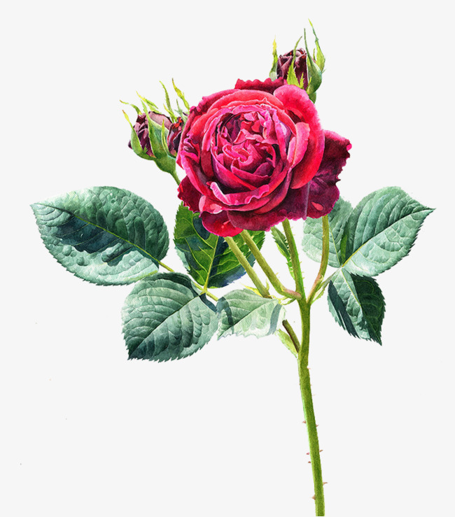 650x739 Free Hand Drawn Rose Decorative Patterns, Rose Clipart, Cartoon - Hand Drawing Rose