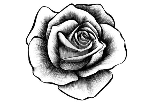 592x396 Hand Drawn Rose Collection Tattoos - Hand Drawing Rose