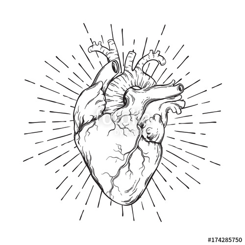 500x500 hand drawn human heart with sunburst anatomically correct art - Hand Drawing Tattoos