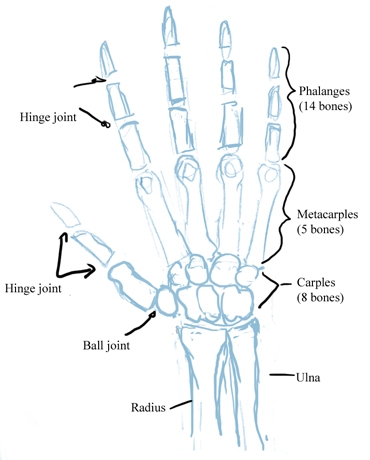 370x460 How To Draw A Hands Step - Hand Drawing Tutorial