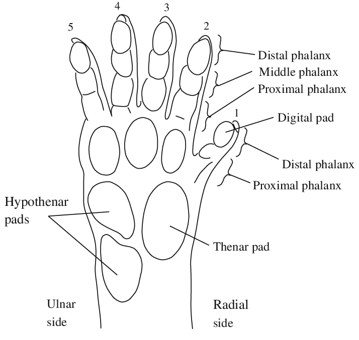 714x677 drawing of palm side view of a macaque monkey hand with surfaces - Hand Grip Drawing