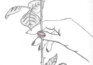 300x210 Hand Holding A Rose Drawing Easy - Hand Holding A Rose Drawing