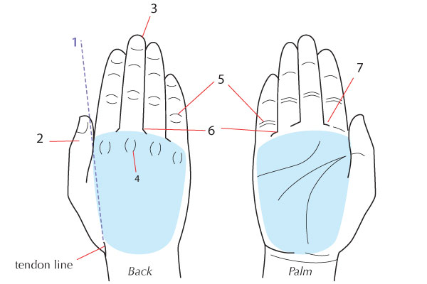 600x400 Human Anatomy Fundamentals How To Draw Hands - Hand Line Drawing