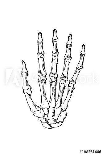 334x500 Vector Illustration Hand Bones Outline Drawing Orthopedic Human - Hand Outline Drawing