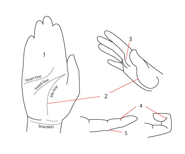 600x500 Human Anatomy Fundamentals How To Draw Hands - Hand Palm Drawing