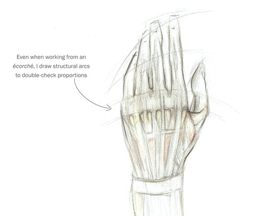 500x421 How To Sketch And Draw Hands - Hand Study Drawing