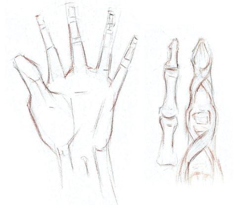 500x415 How To Sketch And Draw Hands - Hand Texture Drawing