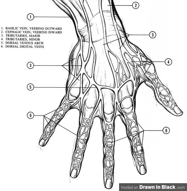 600x612 How To Draw Hands Tutorials, How To's, Step - Hands For Drawing