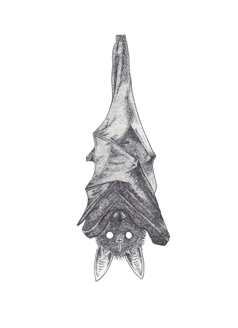 794x1093 hanging bat etsy - Hanging Bat Drawing.
