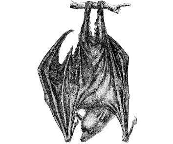 354x295 hanging bat drawing halloween drawing tattoo fun - Hanging Bat Drawing