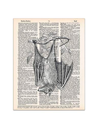 386x500 hanging bat dictionary - Hanging Bat Drawing