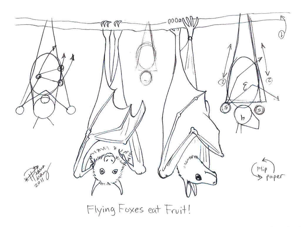 Hanging Bat Drawing. 