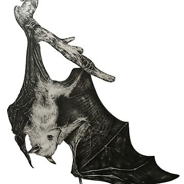 360x360 hanging bat sticker - Hanging Bat Drawing