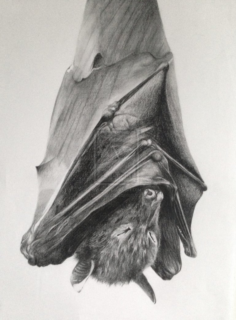769x1040 hanging bat - Hanging Bat Drawing.