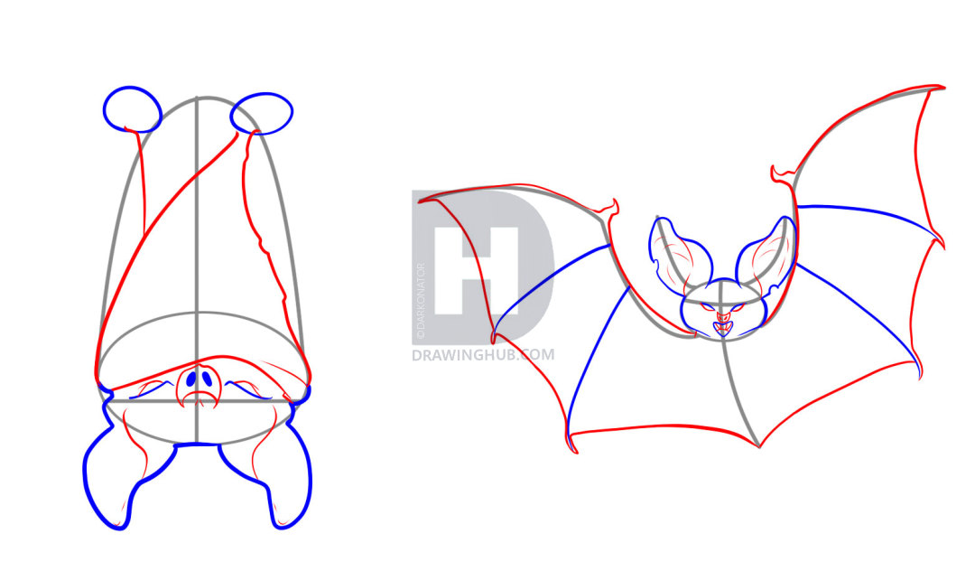 1080x632 How To Draw Bats, Step - Hanging Bat Drawing. 