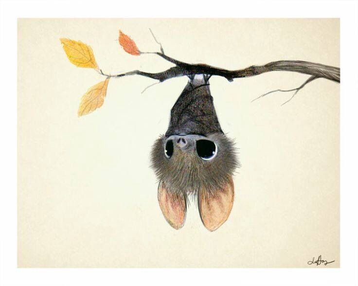 736x588 Sweet Little Upside Down Hanging Bat Illustration Illustration - Ha...
